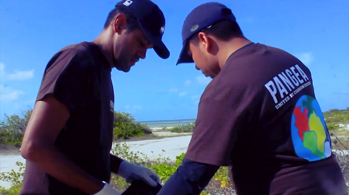 Pangea Cleanup in Isla Blanca, Cancun, Mexico